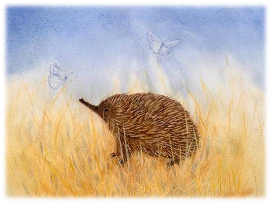 Echidna postcard - summer Seasonal postcard range #9