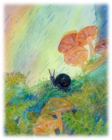 Otway Black Snail Postcard - Autumn